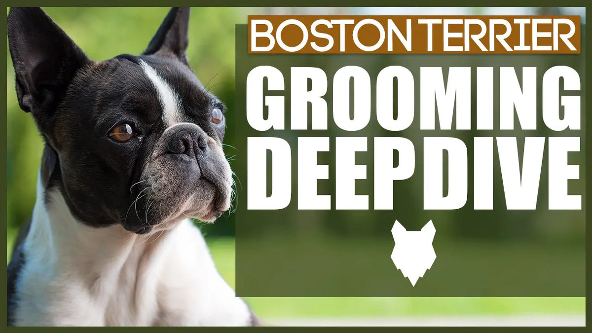 How To Groom Your BOSTON TERRIER | Fenrir Canine Leaders