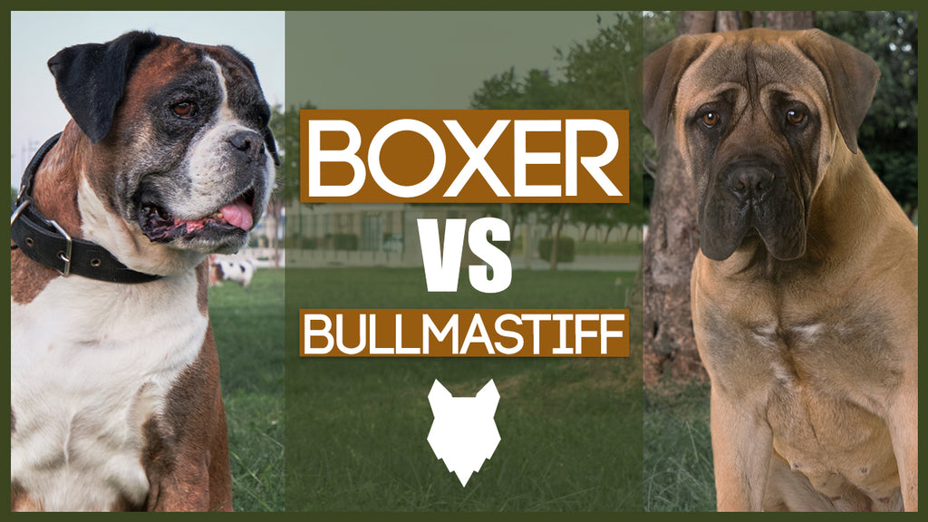 whats the difference between a bullmastiff and an english mastiff