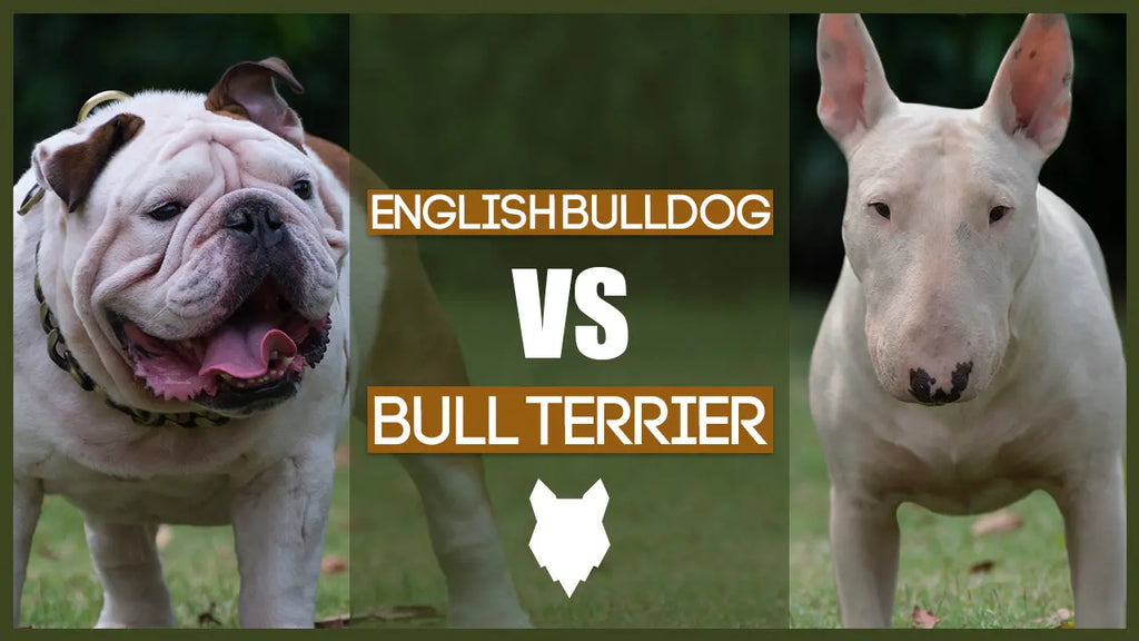 ENGLISH BULLDOG VS BULL TERRIER | Fenrir Canine Leaders