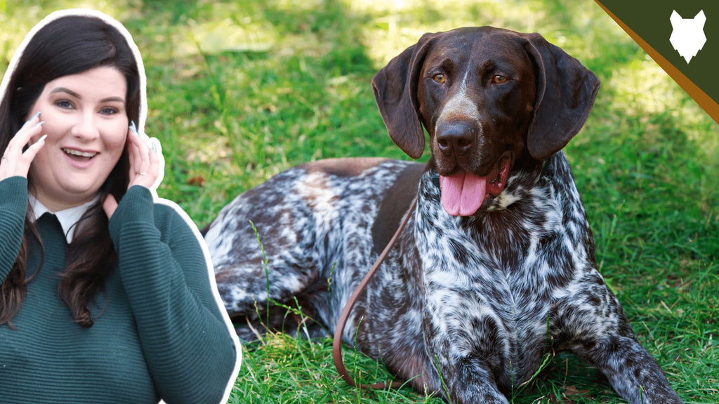 is a german shorthaired pointer a good family dog