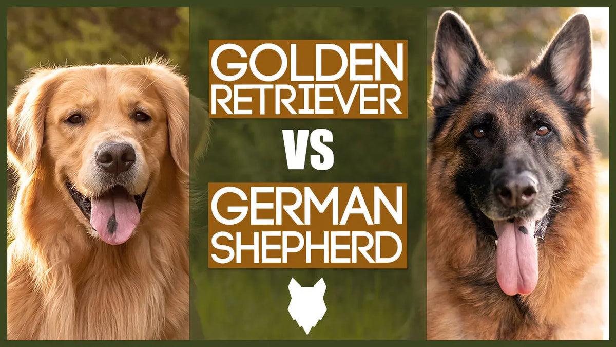 GOLDEN RETRIEVER VS GERMAN SHEPHERD | Fenrir Canine Leaders