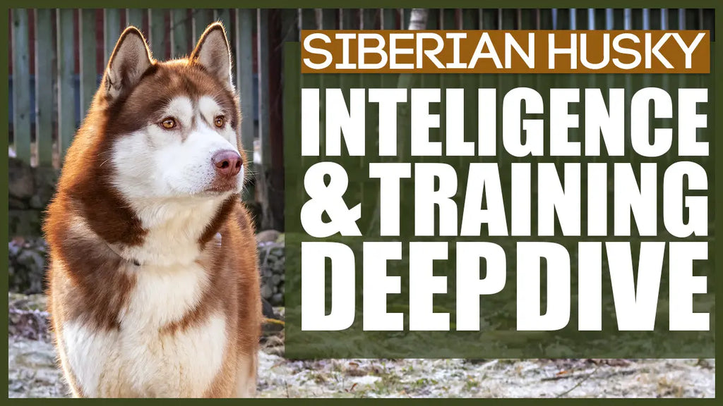 Best Siberian Husky Food