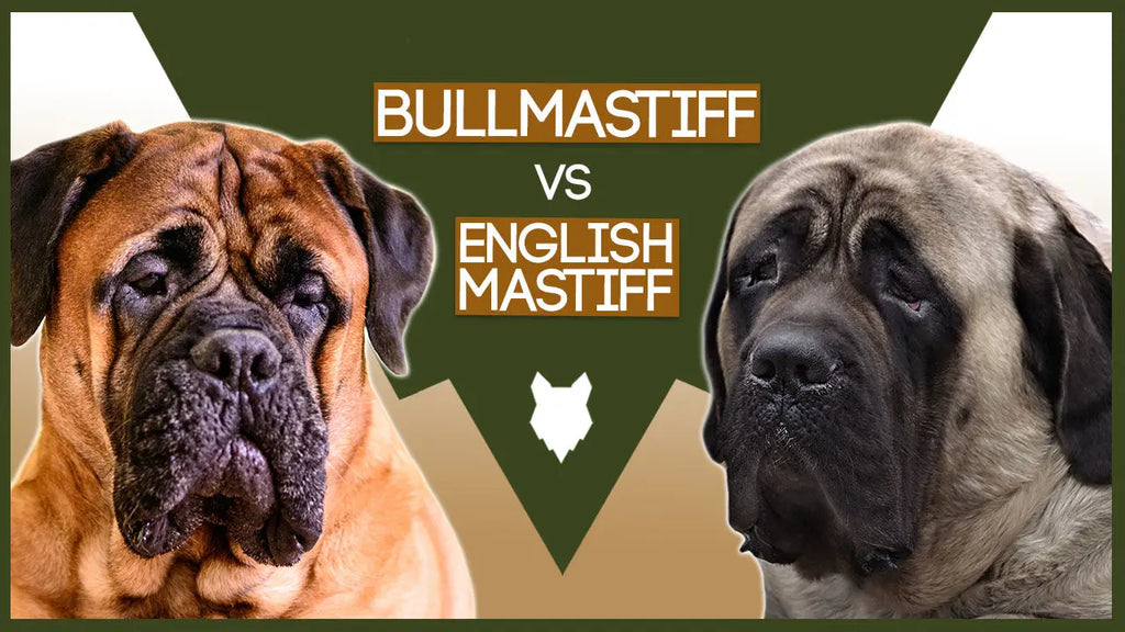 which is bigger neapolitan or english mastiff