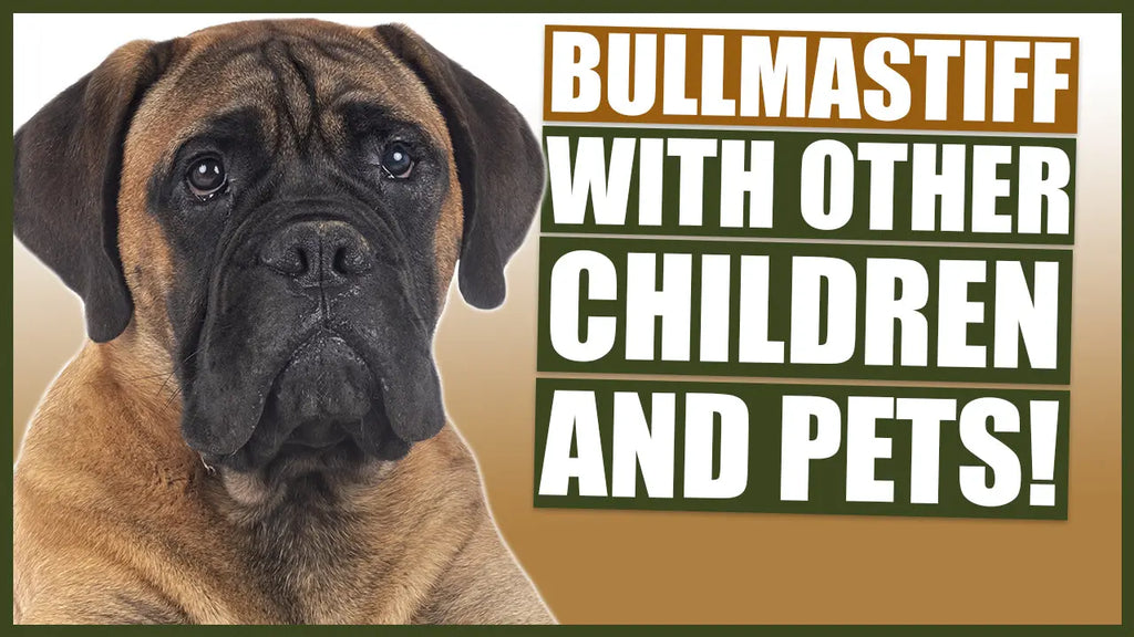are bullmastiff dogs dangerous