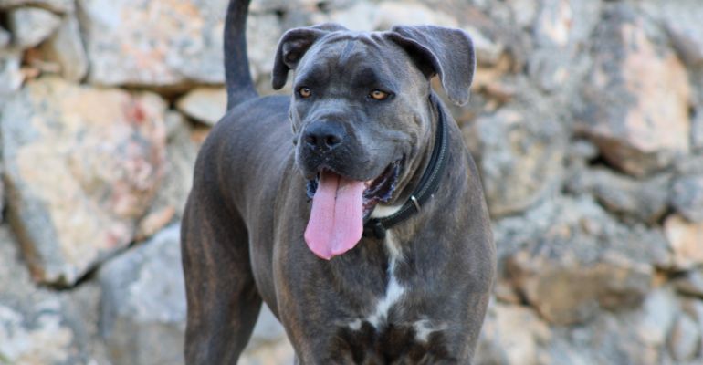 Cane Corso: from the Italian battlefields to the heart of families