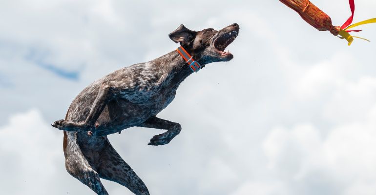 fenrir canine leaders gsps like to jump