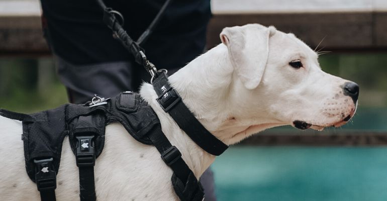 fenrir canine leaders 7 day leash training mastery guide leash training techniques