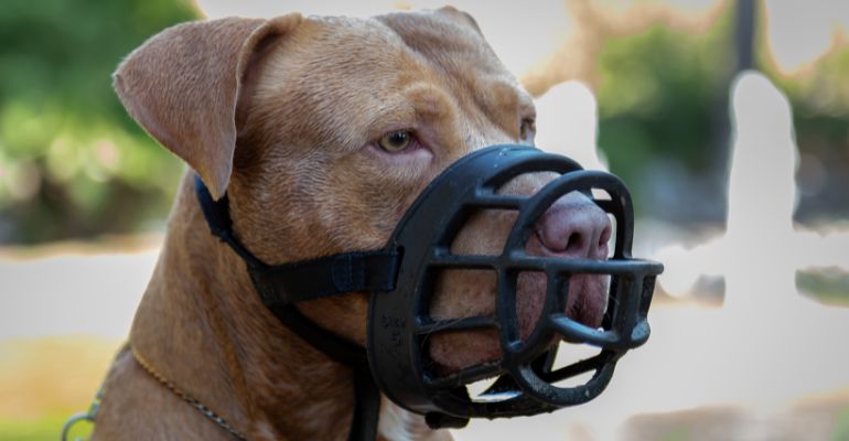 fenrir canine leaders 7 day muzzle training guide choosing the right muzzle