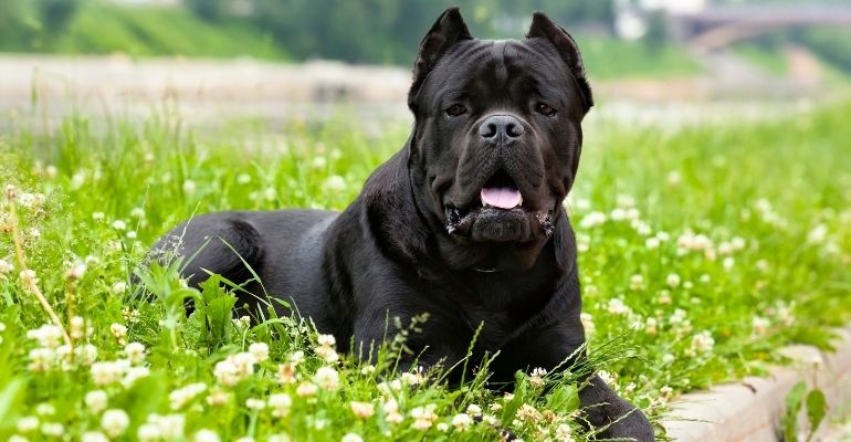 fenrir canine leaders cane corso health issues