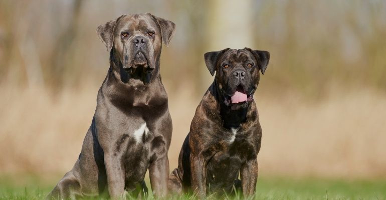 fenrir canine leaders cane corso life expectancy