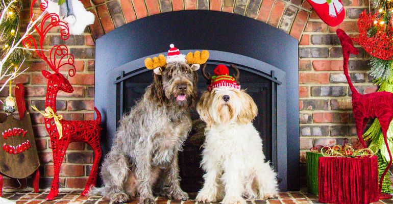 fenrir canine leaders dog games for christmas indoor games