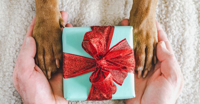 fenrir canine leaders Christmas gifts for dogs unique personalities