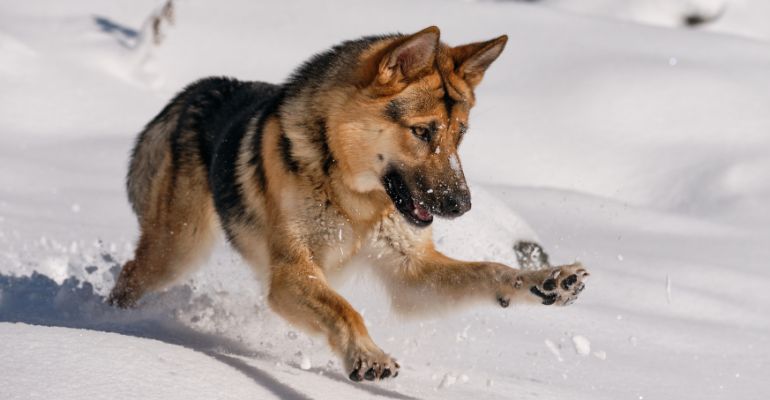 fenrir canine leaders dog gams for christmas obstacle course