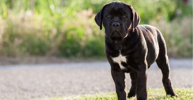 fenrir canine leaders history of the cane corso