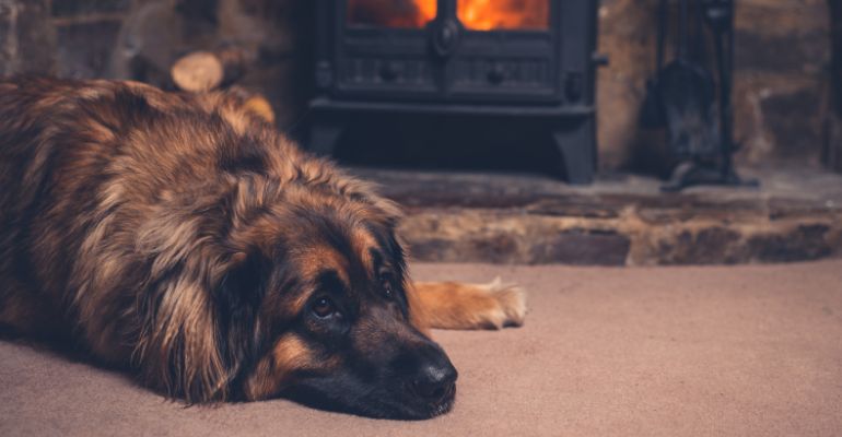 fenrir canine leaders how to calm a dog down during Christmas take a breather