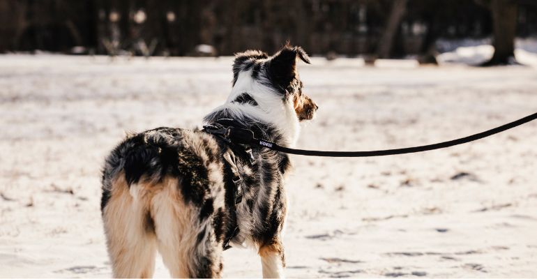 fenrir canine leaders how to calm a dog down during Christmas excerise