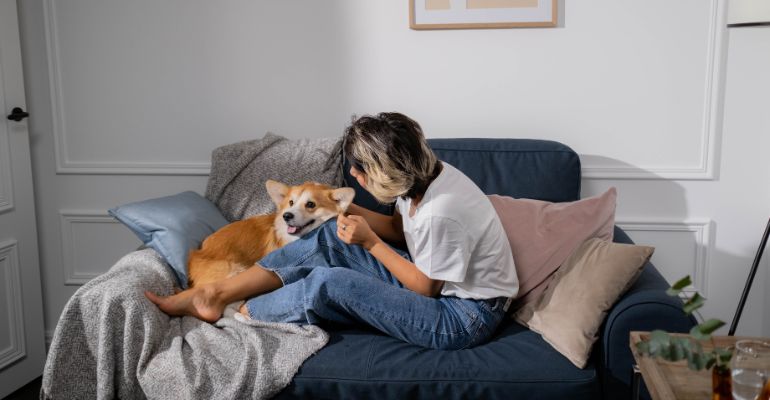 fenrir canine leaders how to calm a dog who is scared of fireworks sit with them