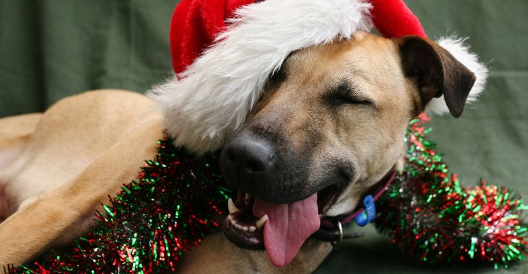 fenrir canine leaders how to keep you dog safe around Christmas decorations avoid seasonal plants