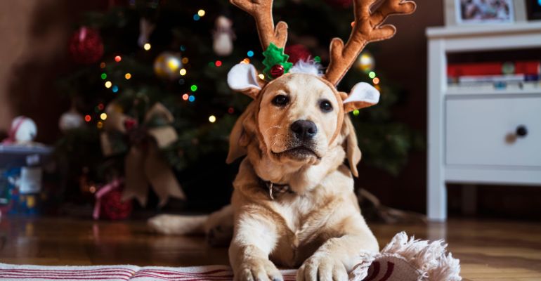 fenrir canine leaders how to keep you dog safe around Christmas decorations be mindful