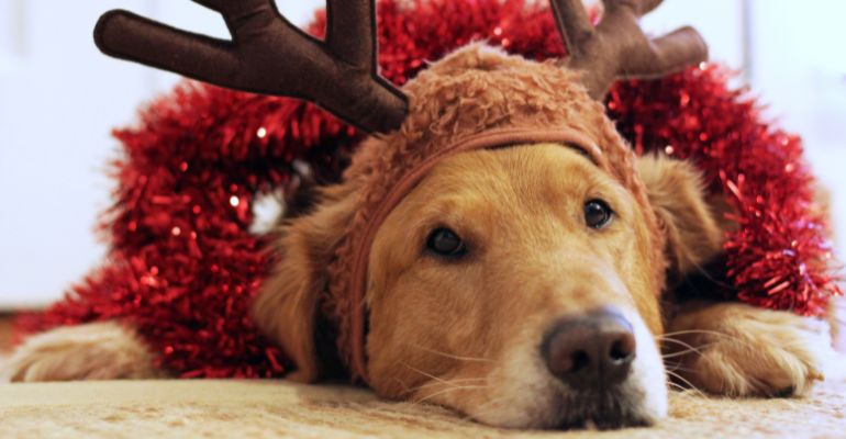 fenrir canine leaders how to socialise your dog to Christmas give your dog breaks