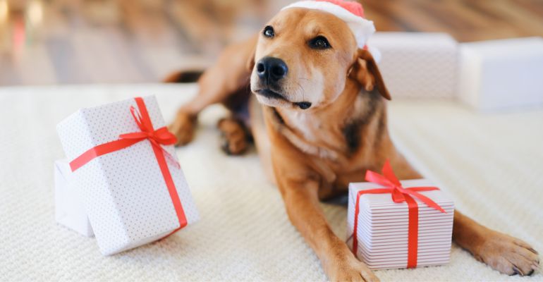 fenrir canine leaders how to wrap gifts for your dog include some treats