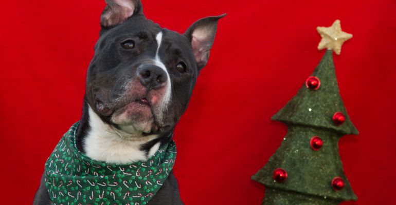 fenrir canine leaders introduce dogs at christmas set groundrules