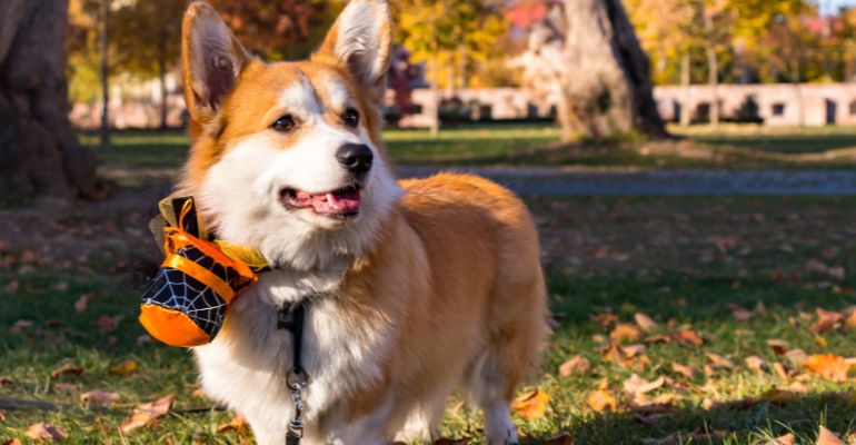 8 Tips for keeping your dog calm during trick or treating corgi outside