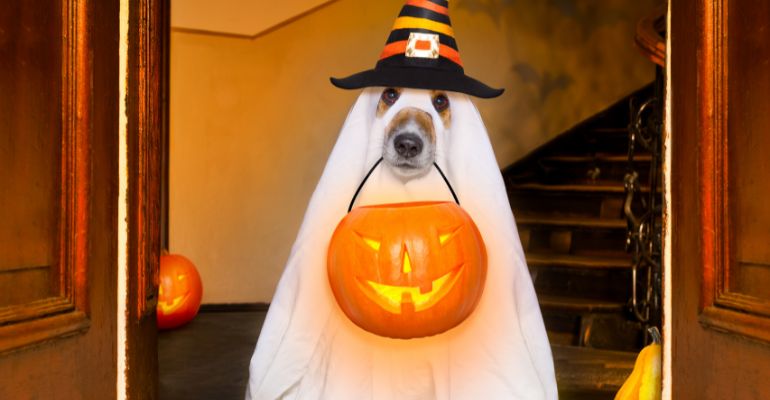 Keeping your dog calm during trick or treating