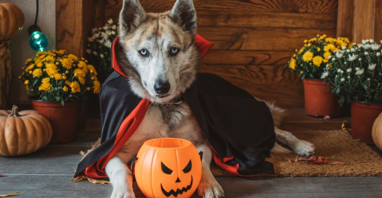 8 Tips for keeping your dog calm during trick or treating