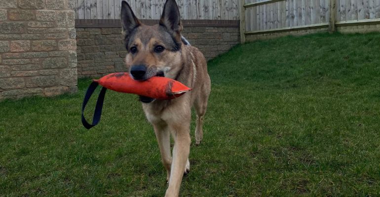 fenrir canine leaders mastering tug play caring for your tug toys