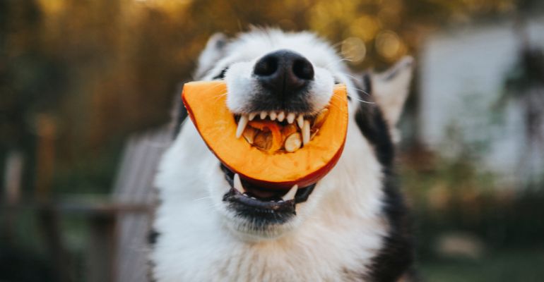 fenrir canine leaders pumpkin seeds for dogs