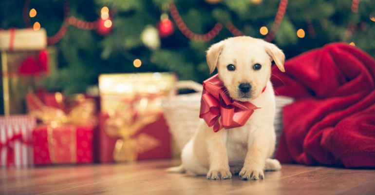 fenrir canine leaders puppies for christmas holidays are busy