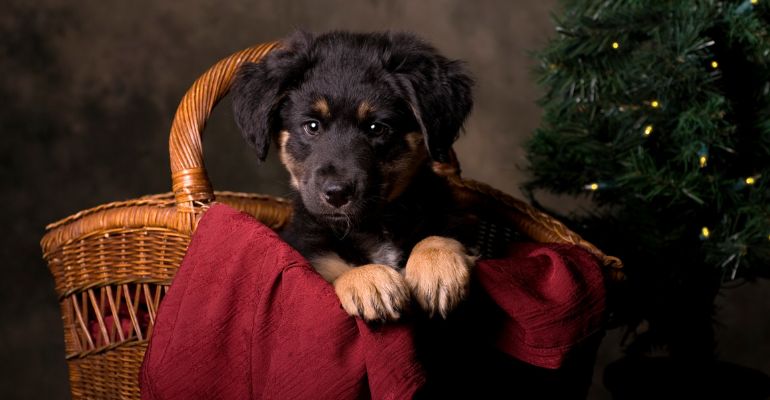 fenrir canine leaders puppies for christmas if you do get a puppy for christmas