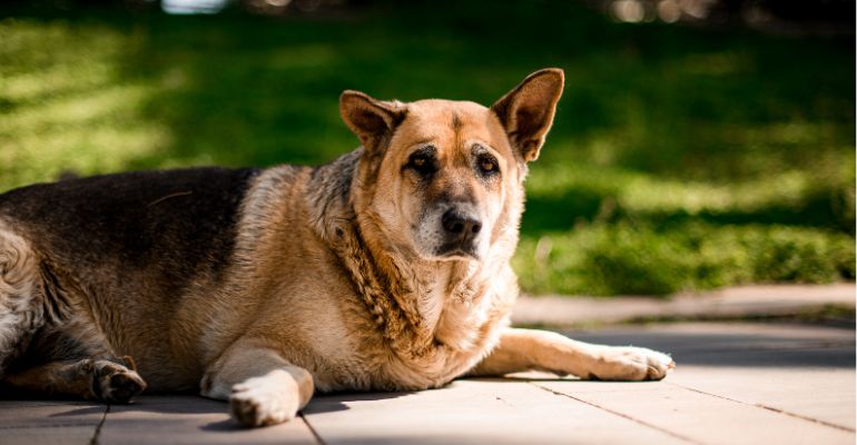 fenrir canine leaders top 5 health conditions in dogs caused by eating too fast obesity