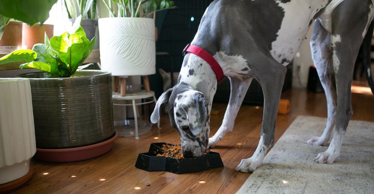 fenrir canine leaders what is a slow feeder dog bowl reduces chances of bloat