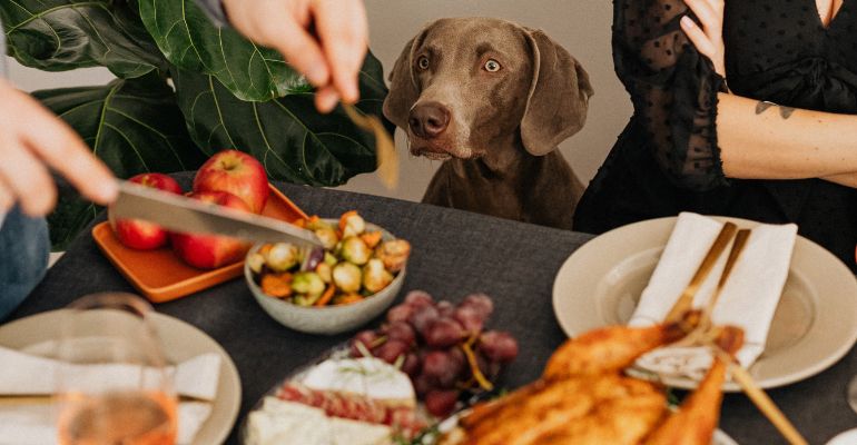 fenrir canine leaders out of reach this Christmas other holiday foods that are bad for dogs