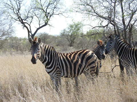 Zebras Kruger National Park