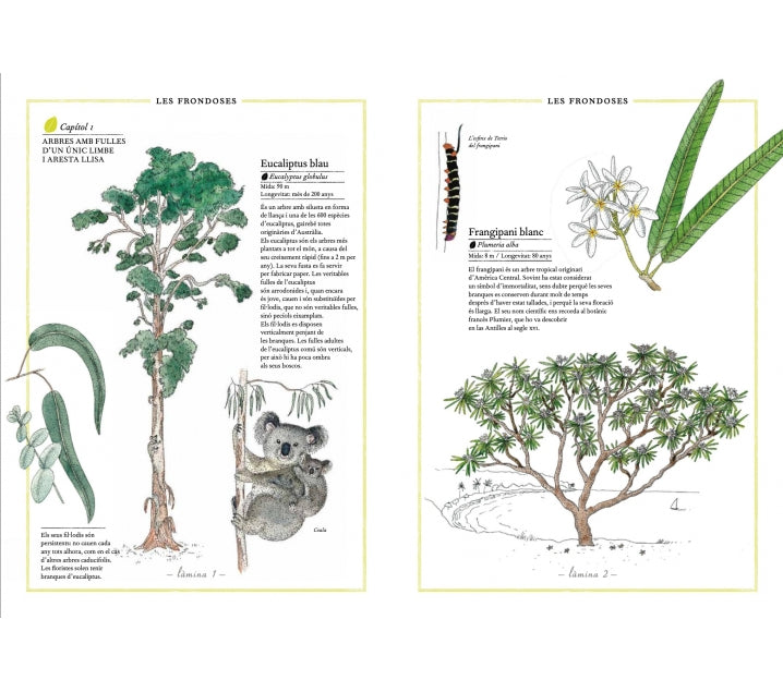 Inventario ilustrado de árboles – La Bombella