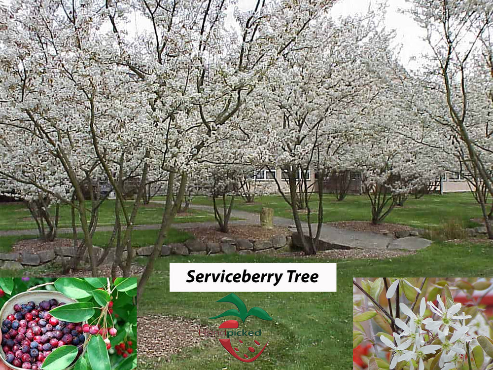 Trees Home Garden 5 Saskatoon Serviceberry 1 Foot Tall Bareroot Tree 360idcom Fr