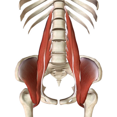 Hip flexors lumbar spine pelvis iliopsoas muscle psoas iliacus