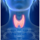 Dr Kez Chirolab detoxifying Thyroid