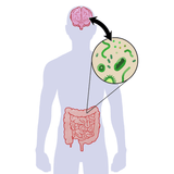 Dr Kez ChiroLab Holistic Approach to fitness, mental wellbeing and spinal health gut brain axis