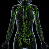 Dr Kez Chirolab detoxifying lymphatic system