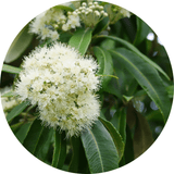 Dr Kez ChiroLab Lemon Myrtle Natural plant based essential oil Headache aromatherapy