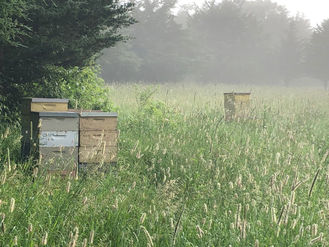 Beehives | Honeycombs | Beekeeping | Raw Honey