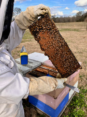 Bee nuc frame of honeybees 