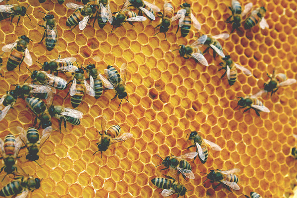Honeybees on their honey comb 
