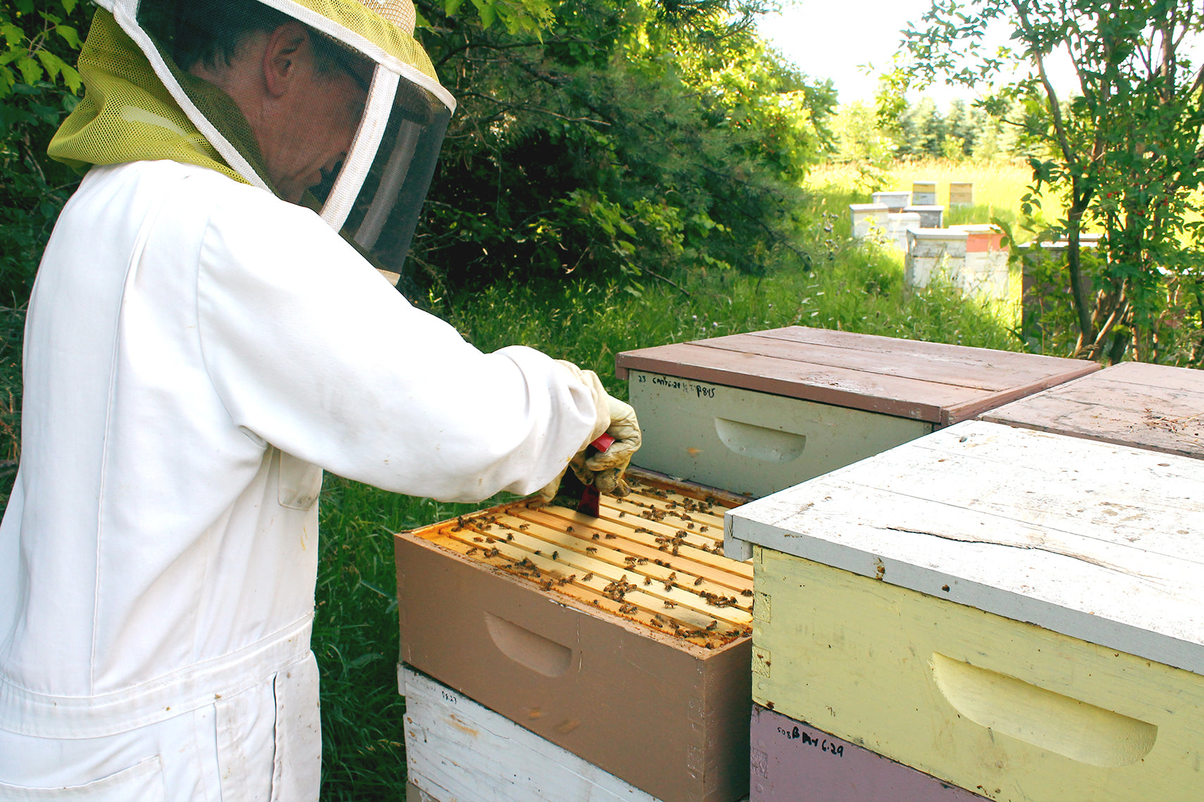 Ames Farm Honey Beekeeper on Duty