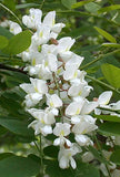 Black Locust Tree Flowers