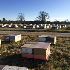 Commercial bee hives in East Texas